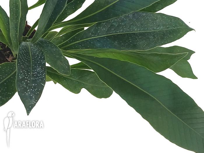 Pesopteris crassifolia