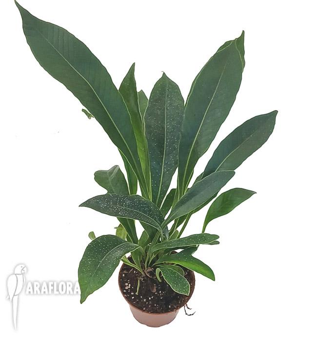 Pesopteris crassifolia