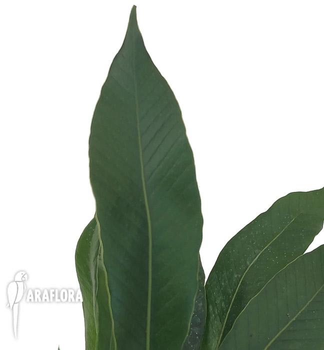 Pesopteris crassifolia
