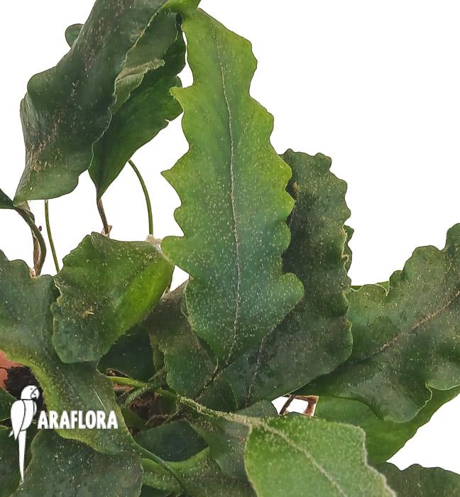 Pyrrosia lingua ‚undulata‘