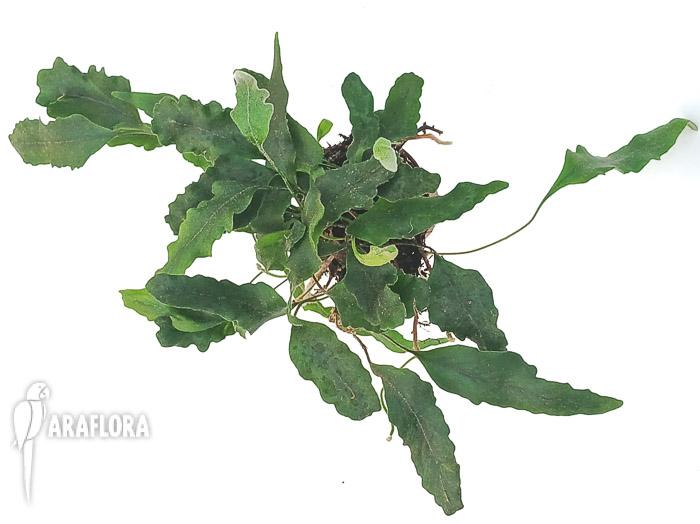 Pyrrosia lingua ‚undulata‘