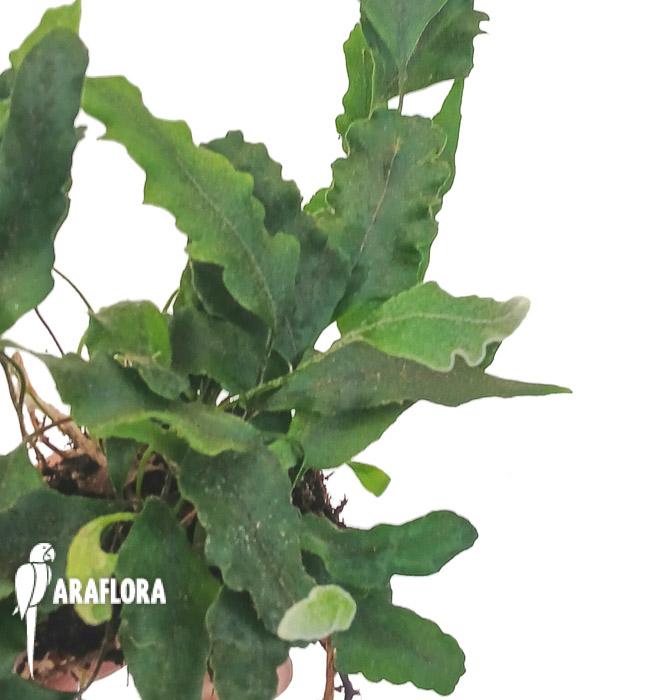 Pyrrosia lingua ‚undulata‘